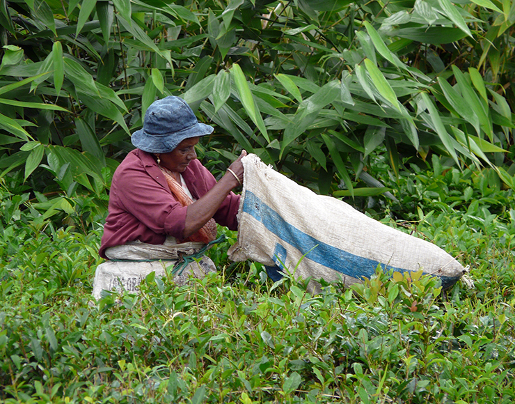 Tea Picking Mauritius