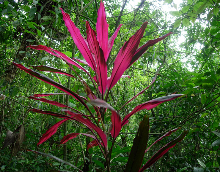 Costa Rican Plants