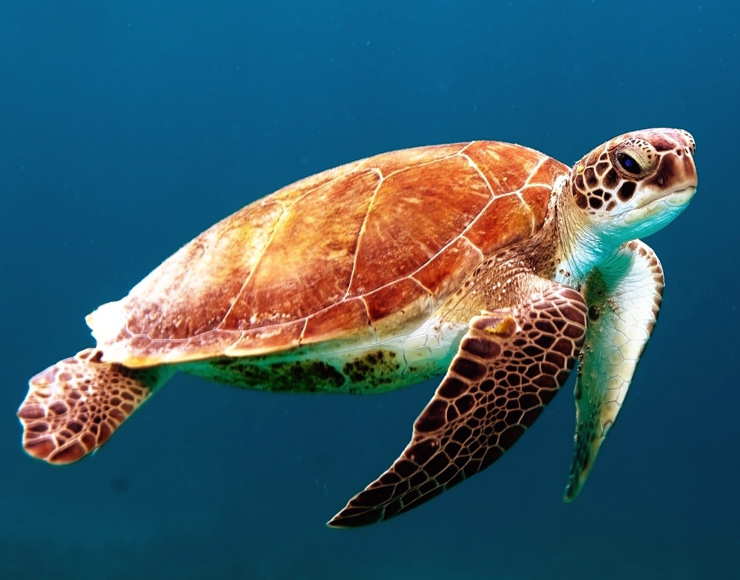 Sea Turtle Costa Rica