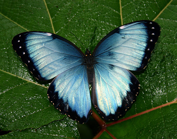 Bllue Morpho Butterfly Costa Rica