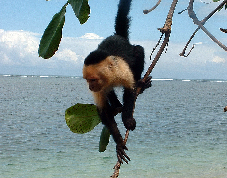 Capuchin Monkey Costa Rica