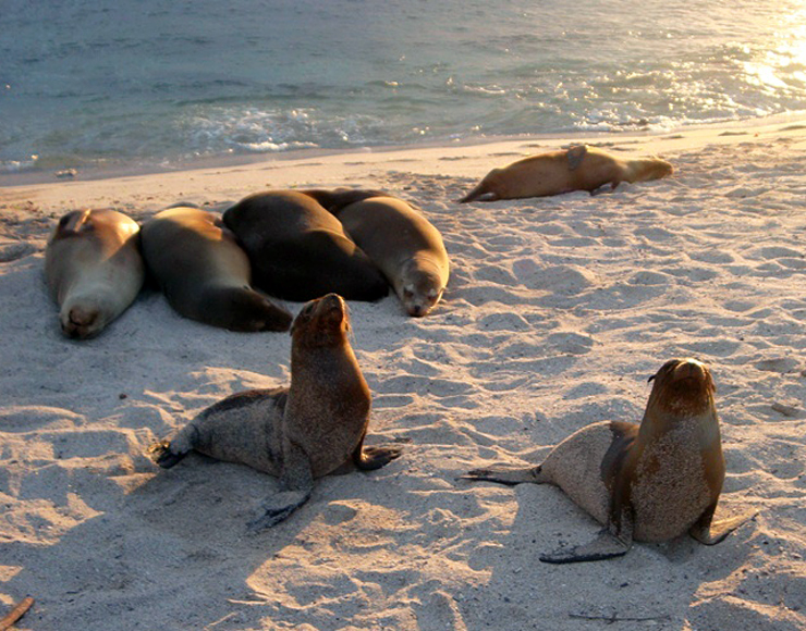 Galapagos Seals