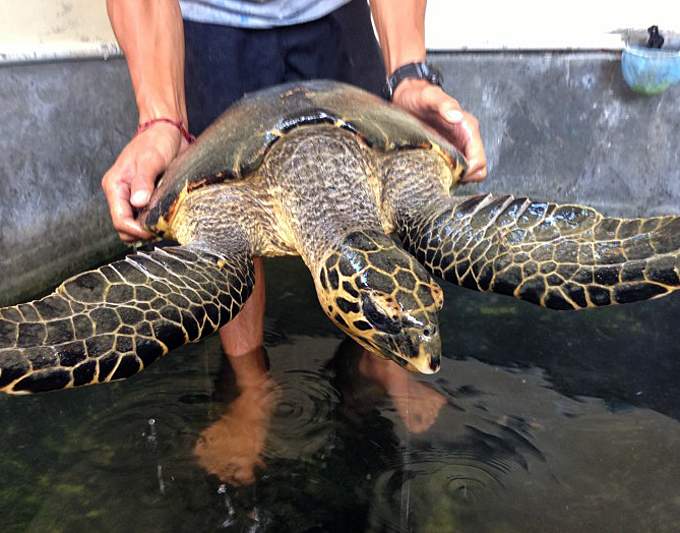 Sea Turtle in Fiji