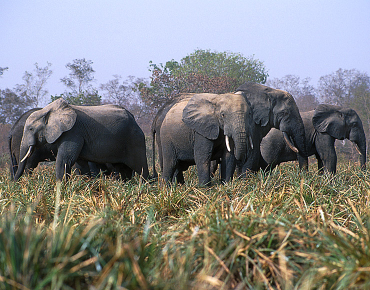 Elephants at Mole National Park Ghana