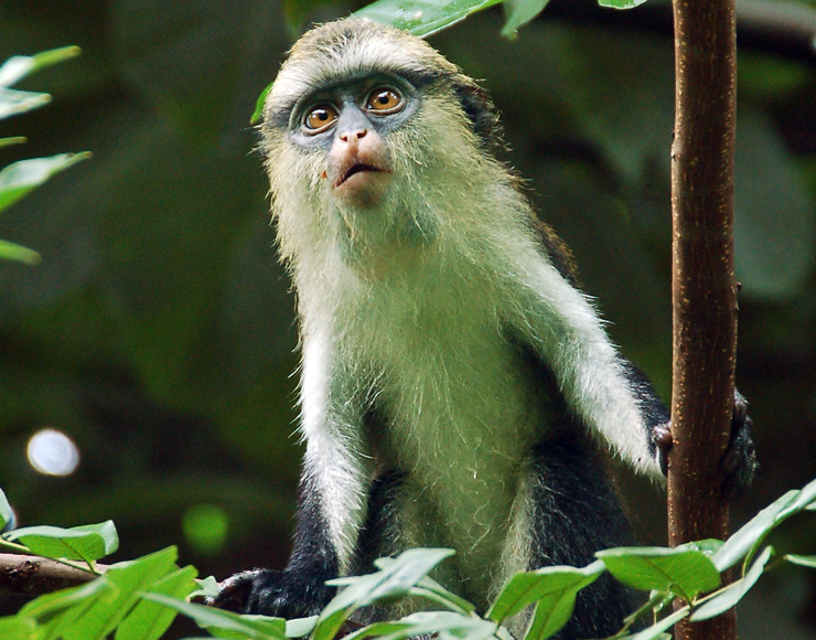 Monkey in Ghana