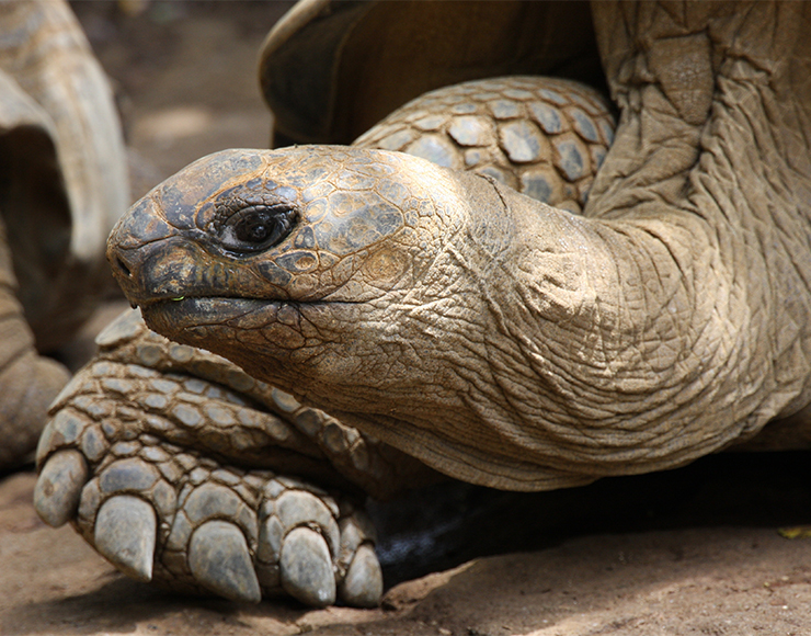 Giant Tortoise Mauritius