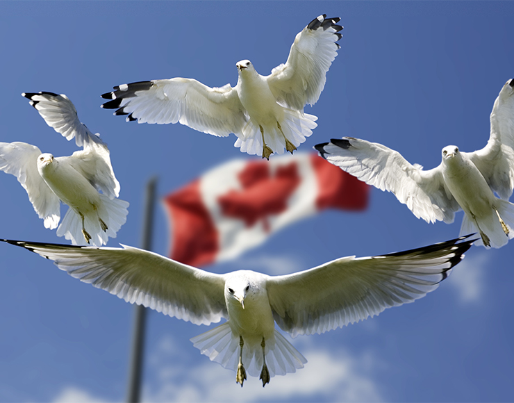Canadian Flag with Sea Gulls