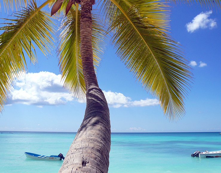 Palm Tree Paradise St Lucia