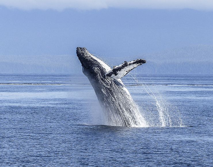 Humpback Whale Canada