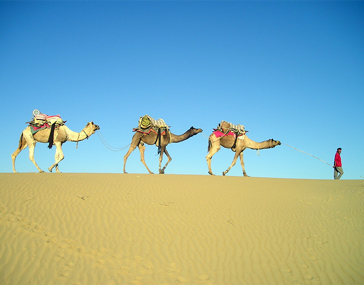 Camel Safari India