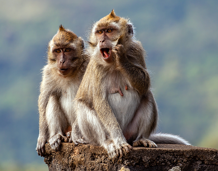 Pair of Long Tailed Macaque in Mauritius