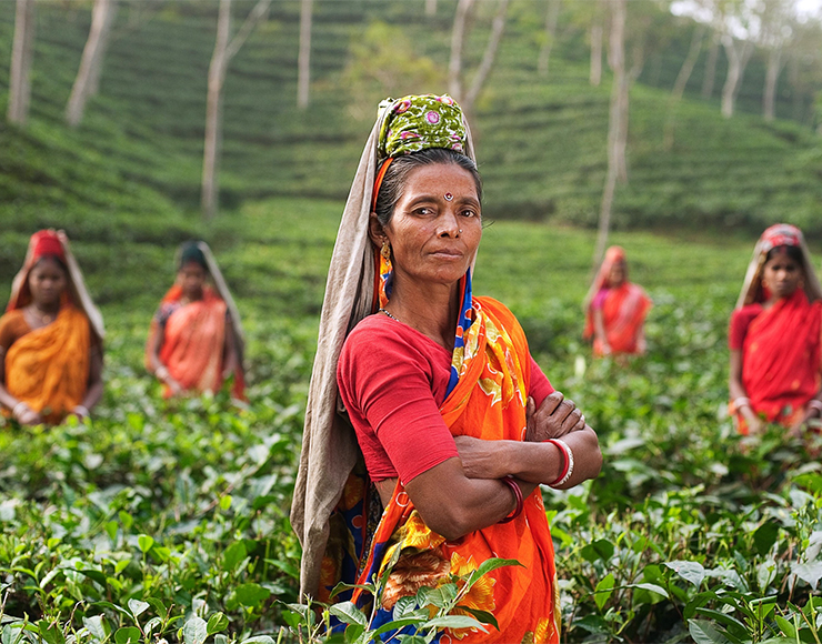 Tea Picking India