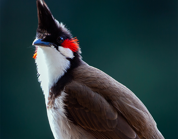 Red Whiskered Bulbul Mauritius