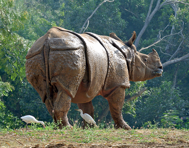 Greater One-Horned Rhino India