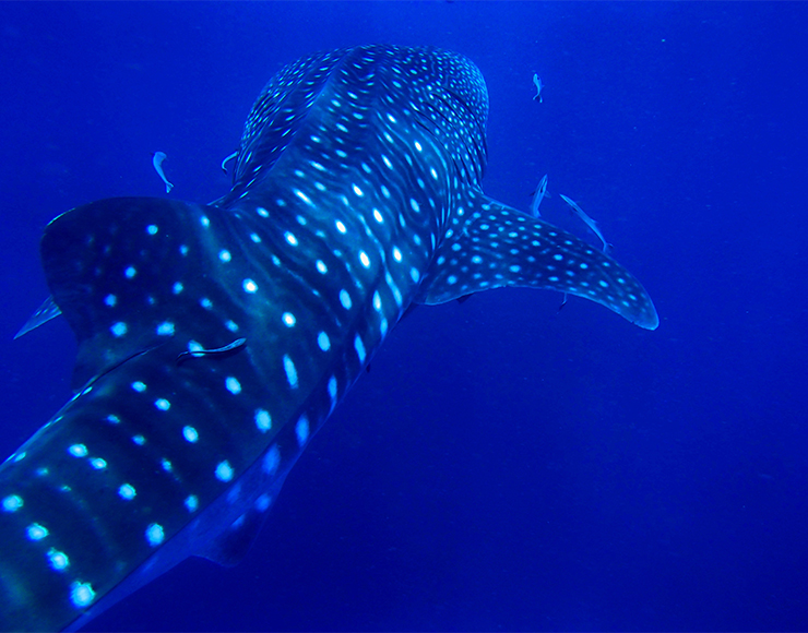 Whale Shark Thailand