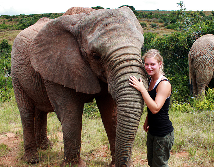 Meet Elephants in South Africa