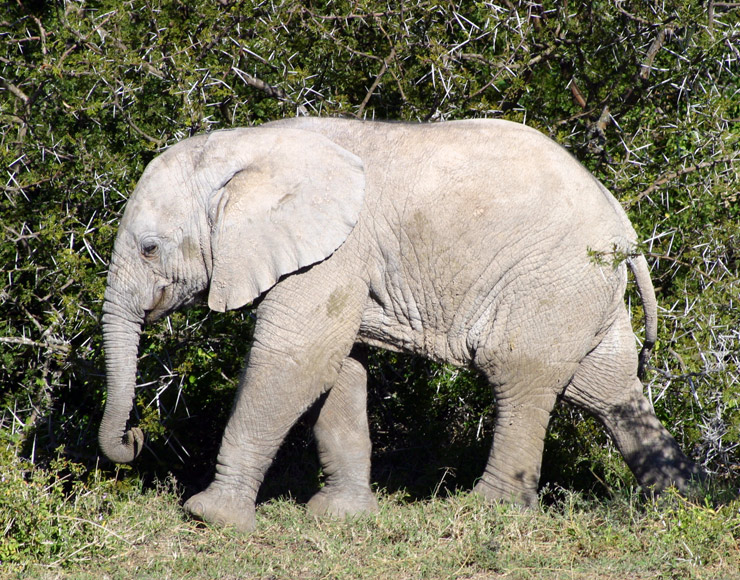Baby Elephant at Shamwari Game Reserve