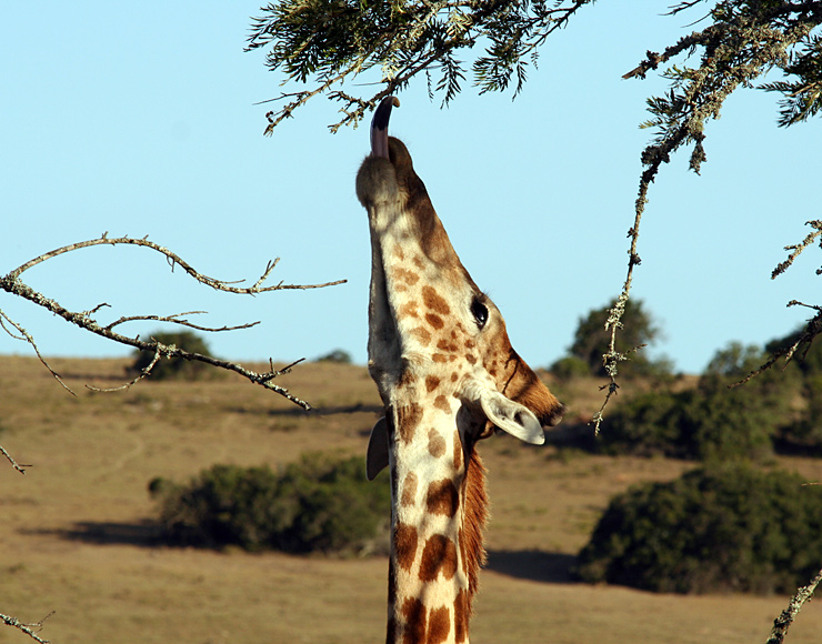 Giraffe at Kwantu Game Reserve