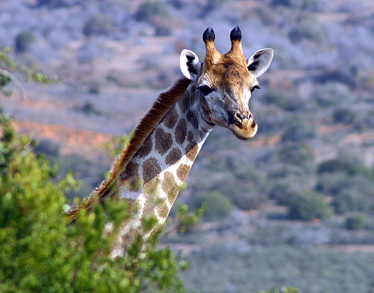 Giraffe at Shamwari Game Reserve