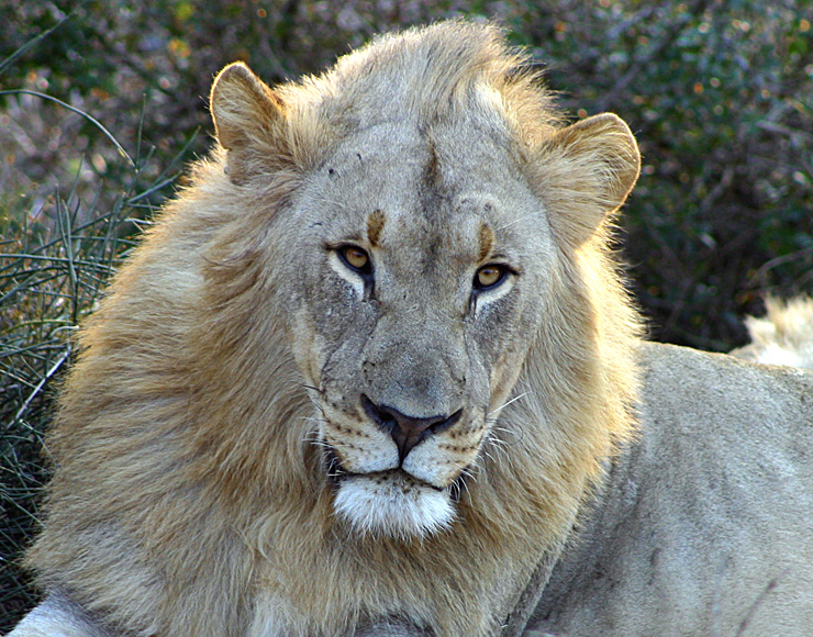 Male Lion at Shamwari Game Reserve