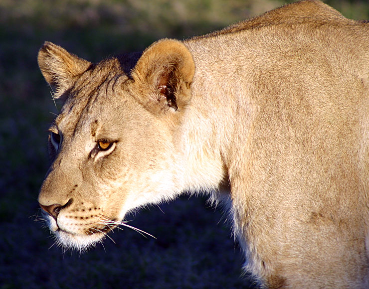 Lioness at Shamwari Game Reserve