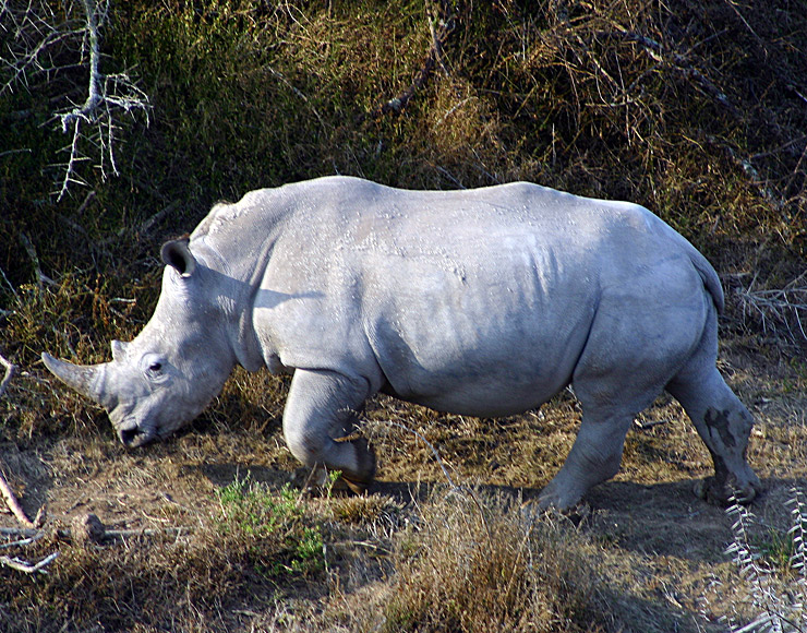 Rhino at Shamwari Game Reserve