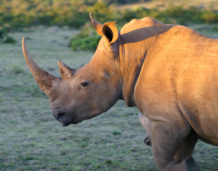 Rhino in Shamwari Game Reserve