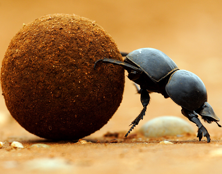 Dung Beetle South Africa
