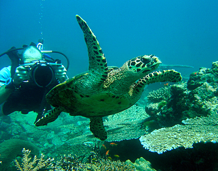 Scuba Dive with Turtles in Thailand
