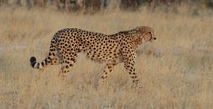 Africa