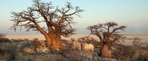 Africa
